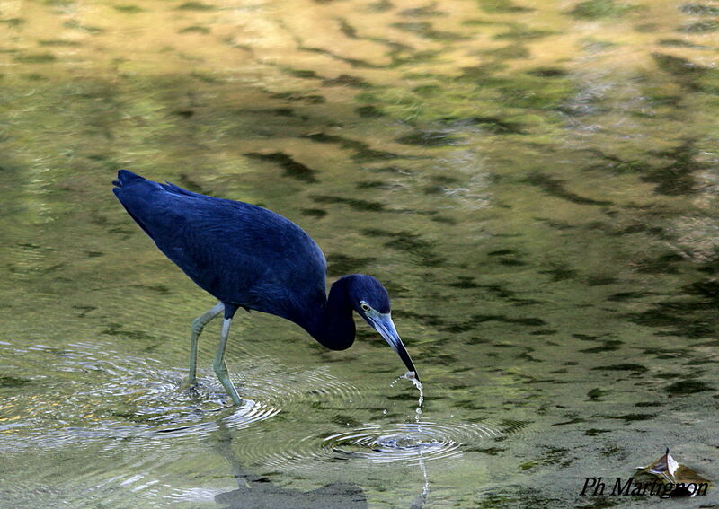 Little Blue Heron, identification, fishing/hunting