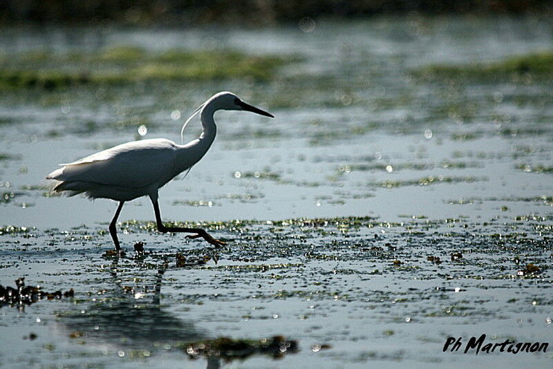 Aigrette garzette, identification, Comportement