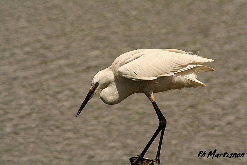 Aigrette garzette, identification