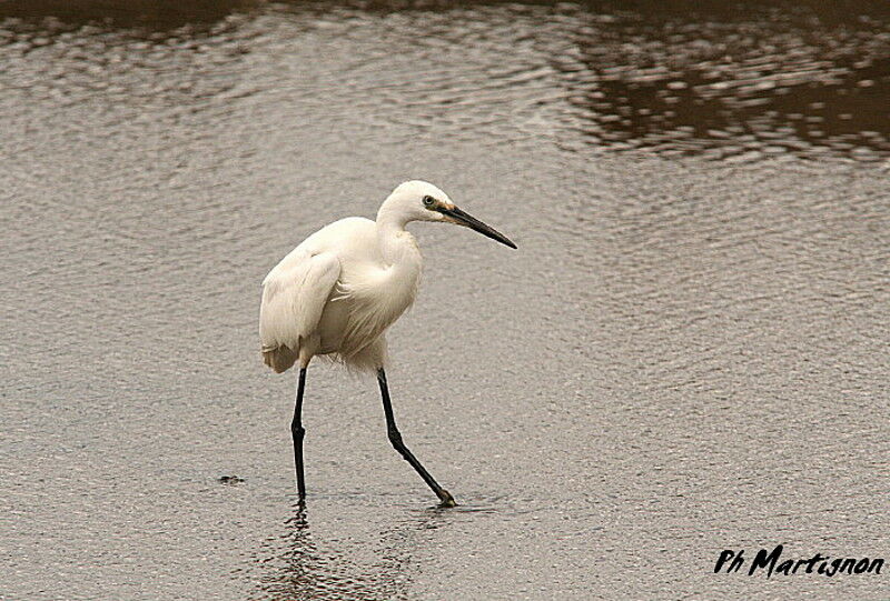 Aigrette garzette, identification