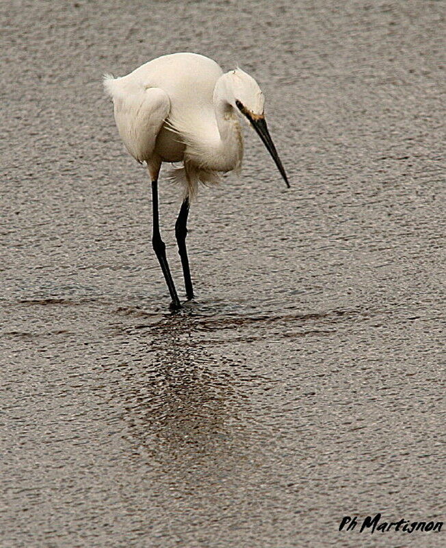 Aigrette garzette, identification