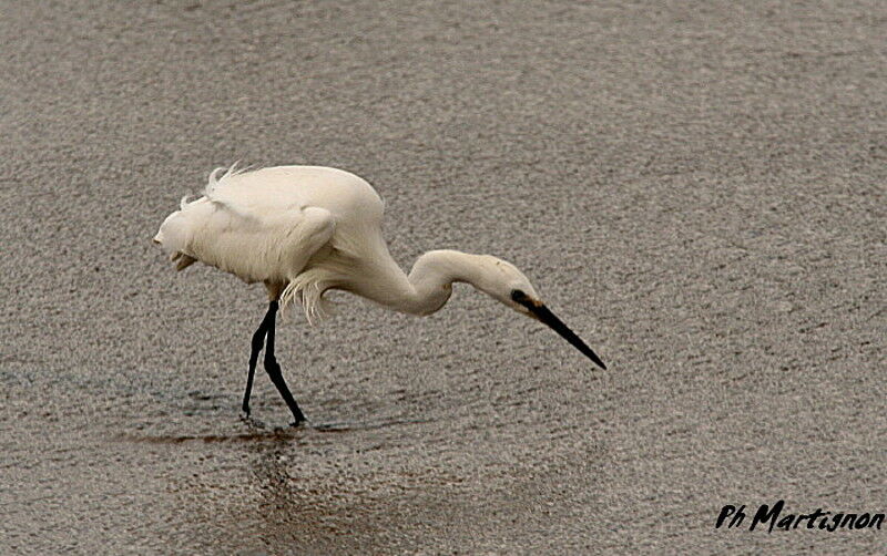 Aigrette garzette, identification, Comportement