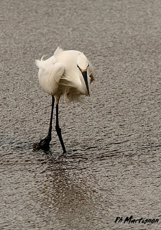 Little Egret, identification, Behaviour