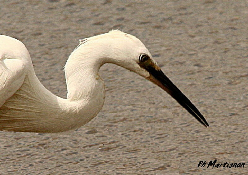 Aigrette garzette, identification