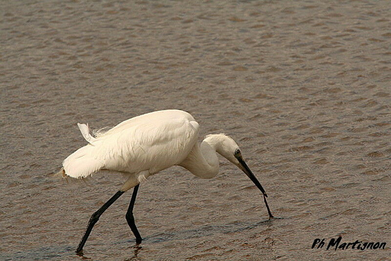 Aigrette garzette, identification, régime