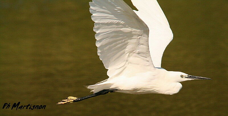 Little Egret, Flight