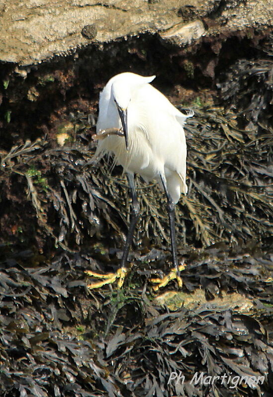 Aigrette garzette, identification, régime, mange