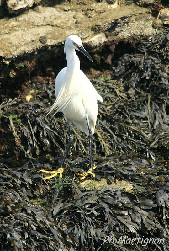 Little Egret, identification