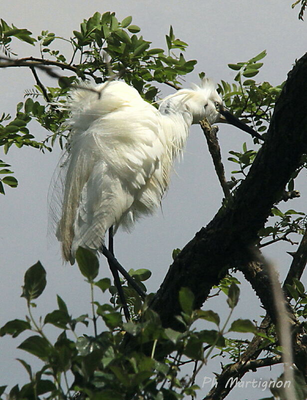 Little Egret, identification