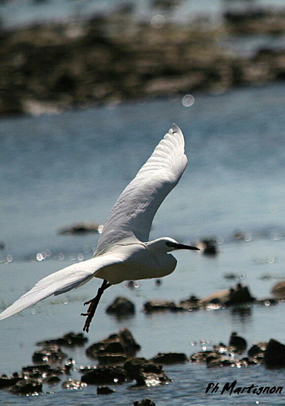 Aigrette garzette, Vol