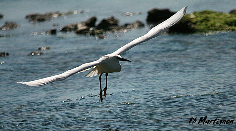 Little Egret, Flight