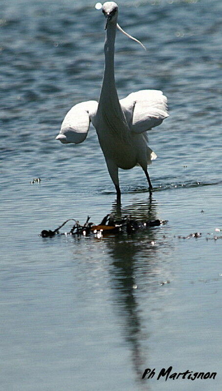 Little Egret, identification