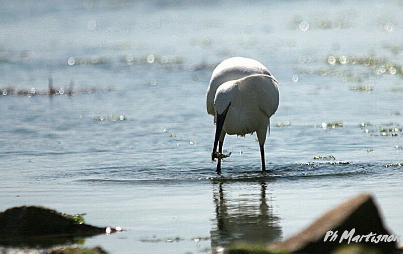 Little Egret, feeding habits