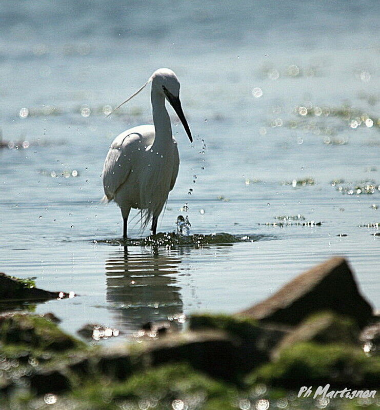 Little Egret, identification