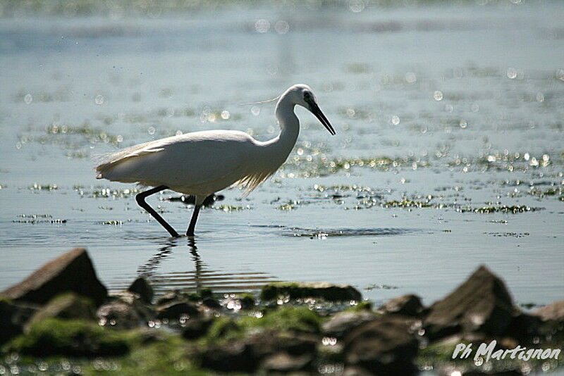 Aigrette garzette, identification