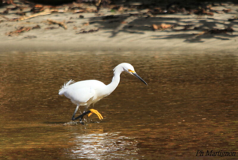 Aigrette neigeuse