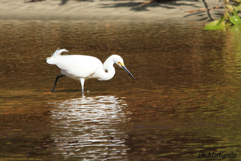 Snowy Egret