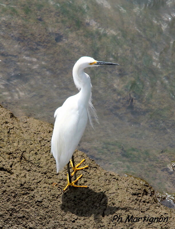 Snowy Egret, identification