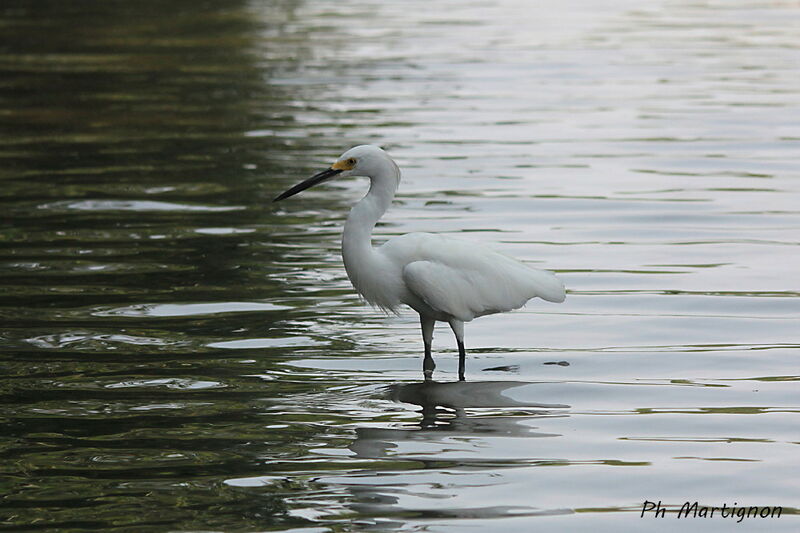 Aigrette neigeuse, identification