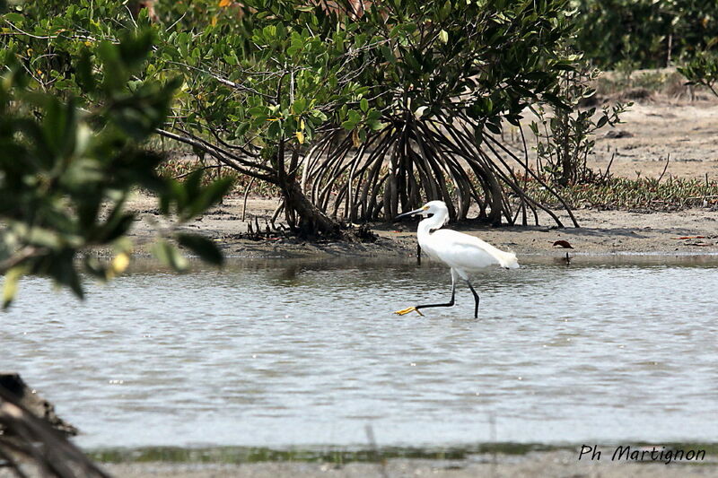 Aigrette neigeuse, identification