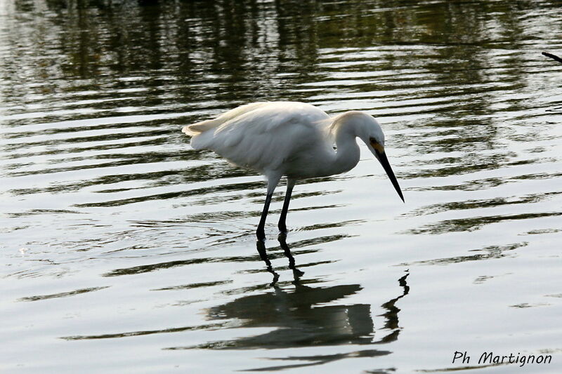 Snowy Egret, identification