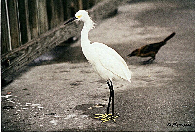 Aigrette neigeuse, identification