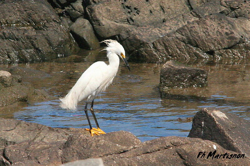 Snowy Egret