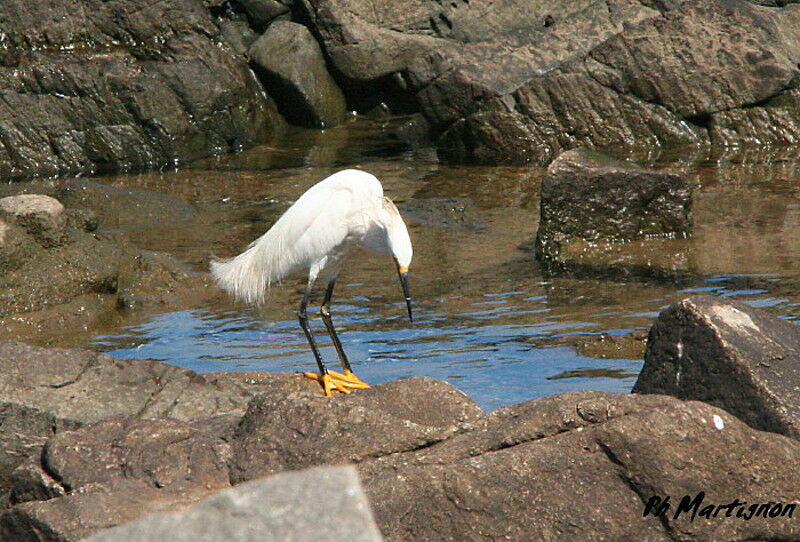 Aigrette neigeuse