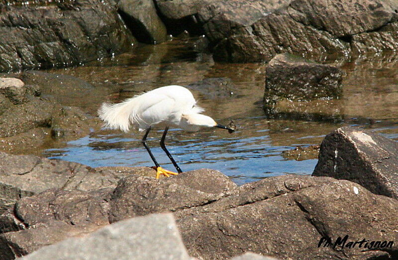 Aigrette neigeuse