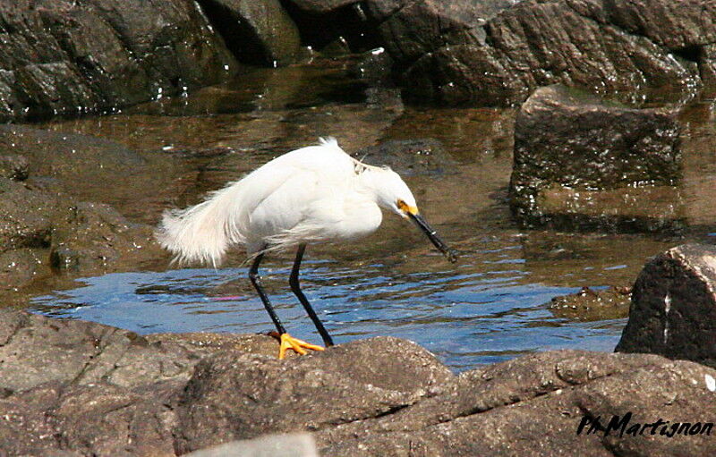 Snowy Egret