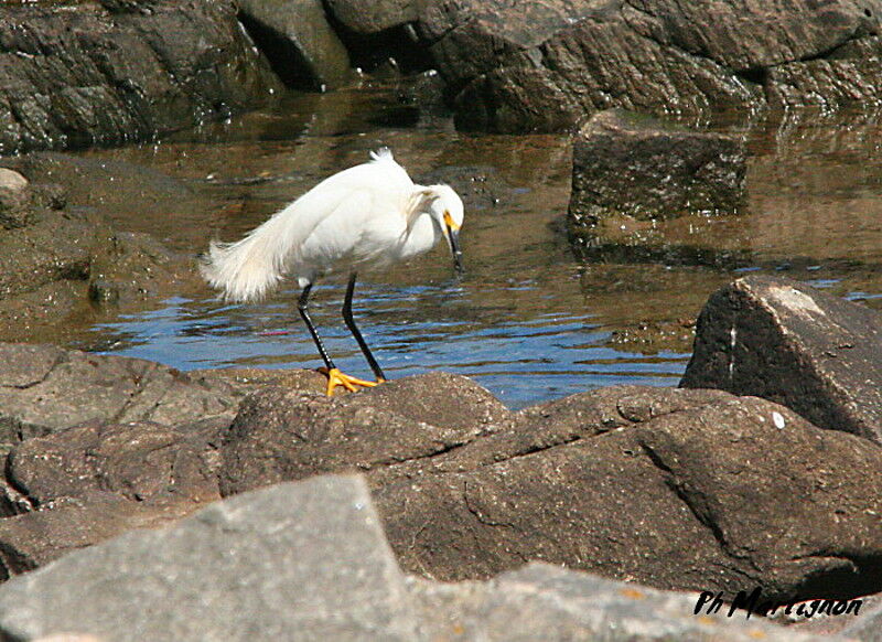 Aigrette neigeuse