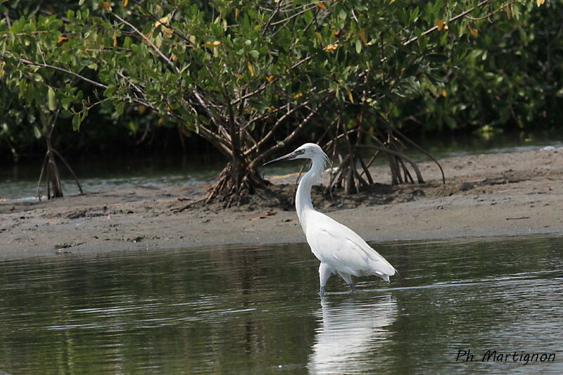 Reddish Egret, identification