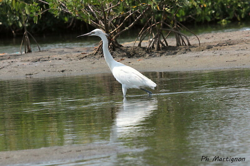 Reddish Egret, identification