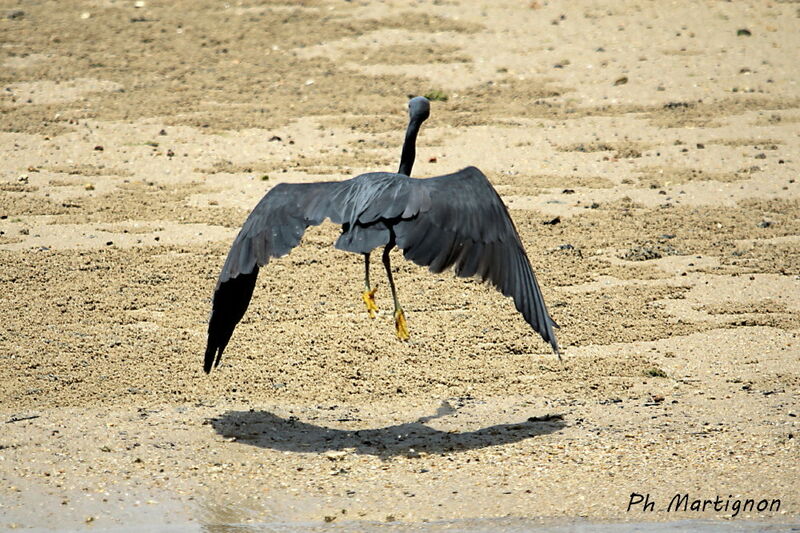 Pacific Reef Heron, Flight