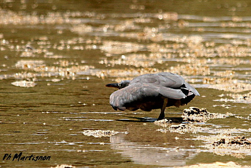 Pacific Reef Heron