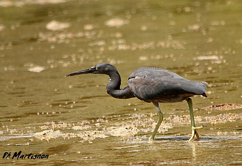 Aigrette sacrée, identification