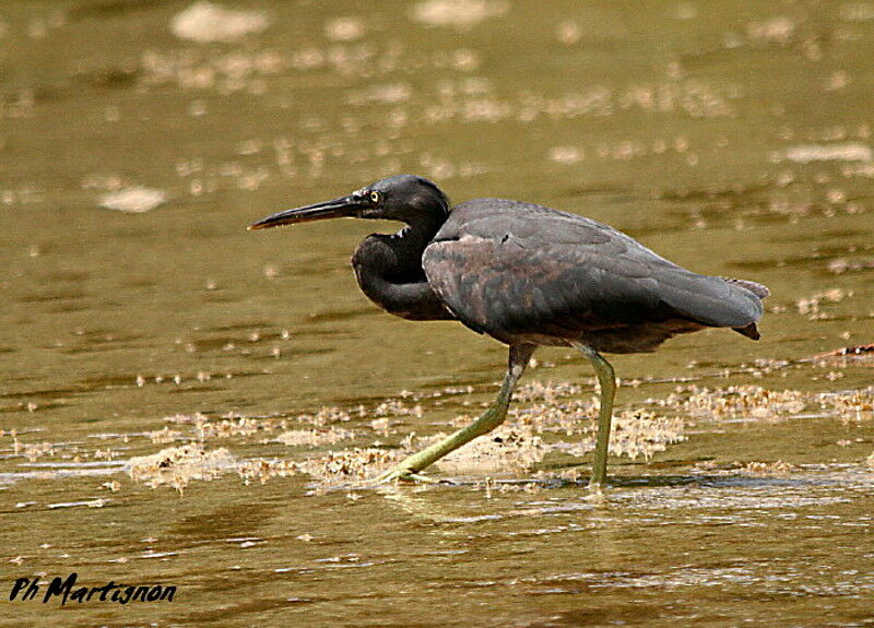 Aigrette sacrée, identification