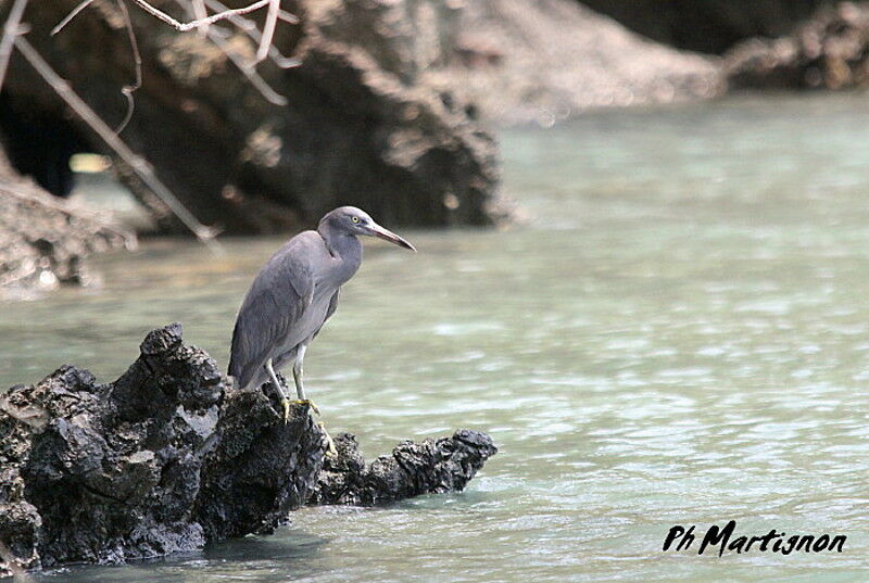 Aigrette sacrée