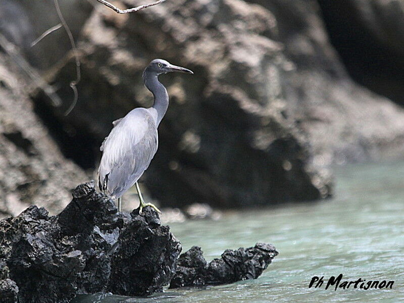 Pacific Reef Heron