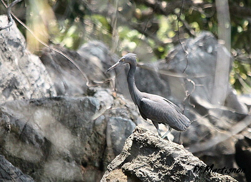 Aigrette sacrée