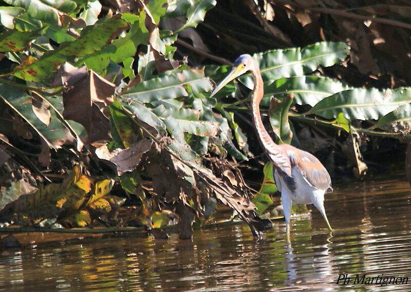 Tricolored Heron