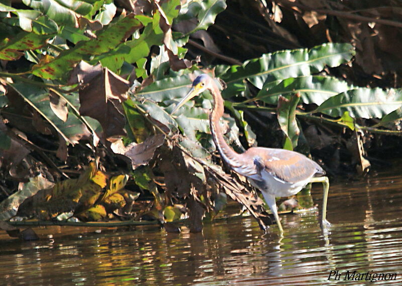 Tricolored Heron