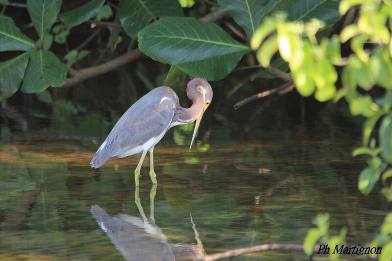 Tricolored Heron