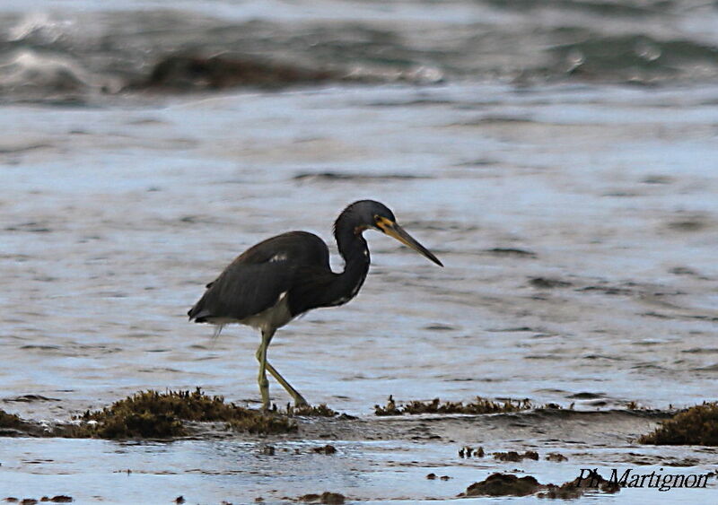 Aigrette tricolore