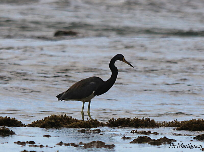 Tricolored Heron