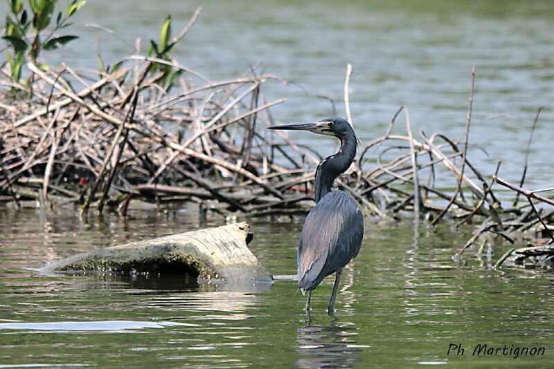 Aigrette tricolore, identification