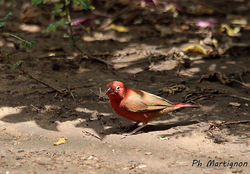 Red-billed Firefinch male, identification