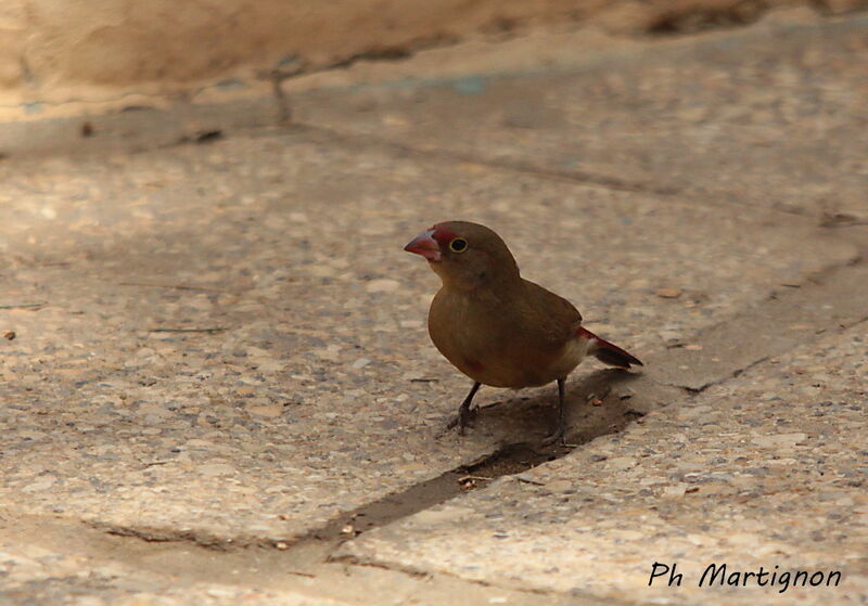 Amarante du Sénégal femelle, identification