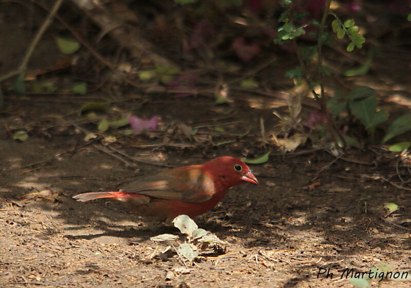 Red-billed Firefinch male, identification