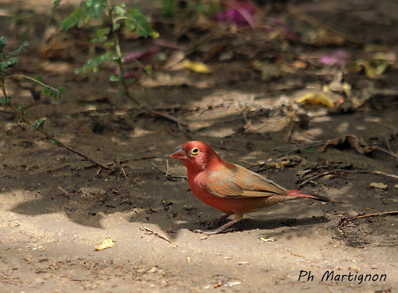 Amarante du Sénégal mâle, identification